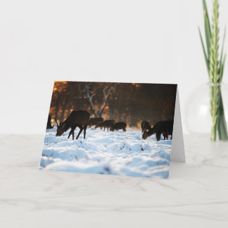 Christmas Deer Holiday Card
