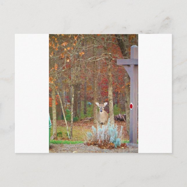 Christmas Deer Holiday Postcard (Front)