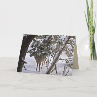 Christmas Deer, Reindeer, Photograph Card