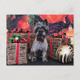 Christmas - Dexter - Cairn Holiday Postcard