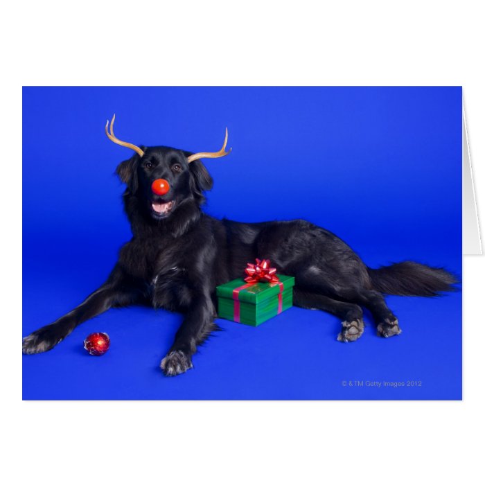Christmas dog greeting cards