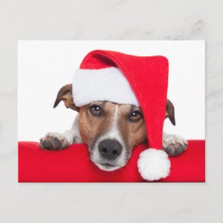 Christmas Dog Santa Baby Postcard