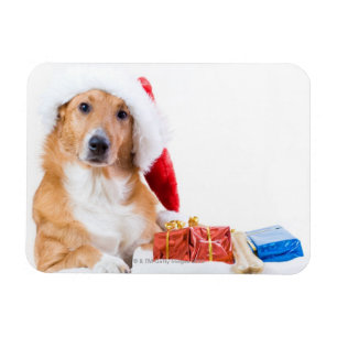 Christmas dog with antler and colorful gifts magnet