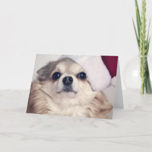 Christmas Doggy Cheer Holiday Card