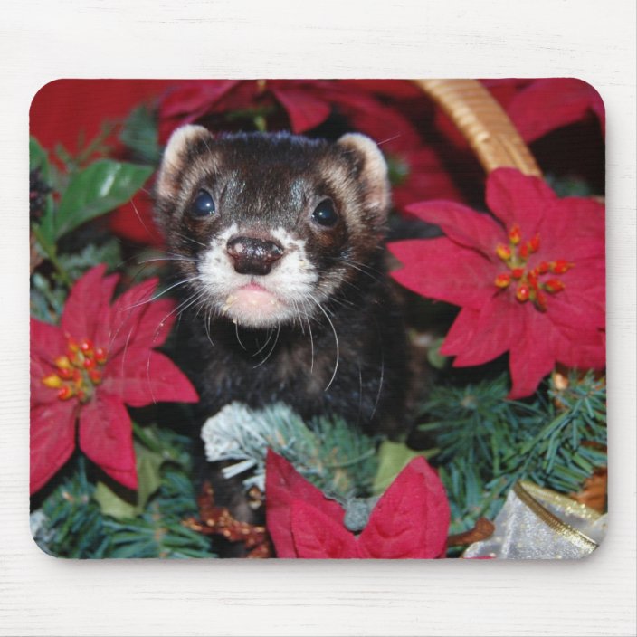 ferret mouse
