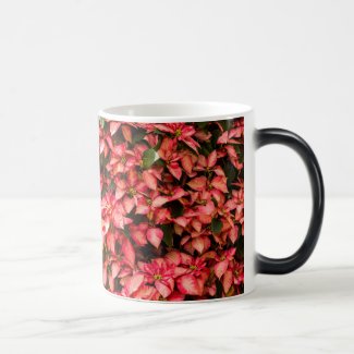 Christmas flower 