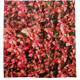 Christmas flower Poinsettia