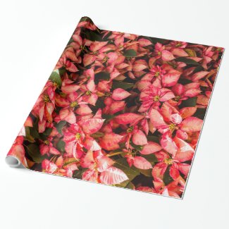 Christmas flower Poinsettia
