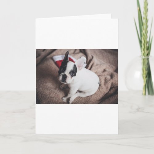 Christmas Frenchie Holiday Card