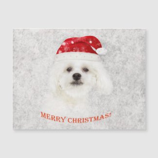 Christmas Frozen  Maltese puppy