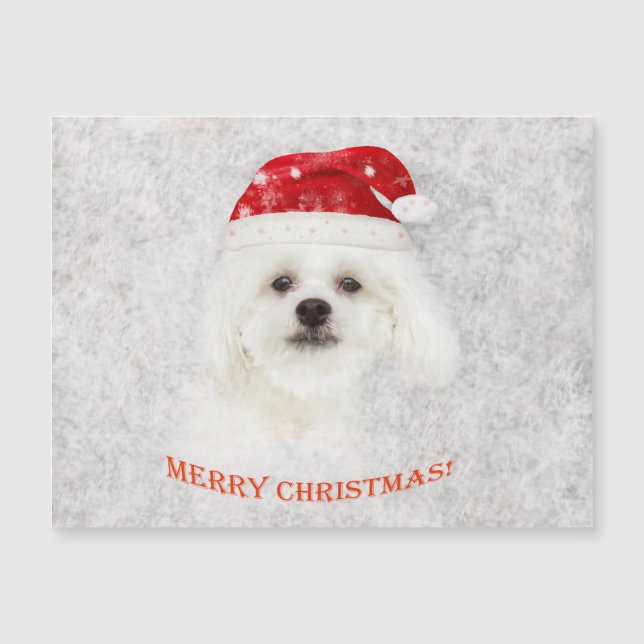Christmas Frozen  Maltese puppy (Front)