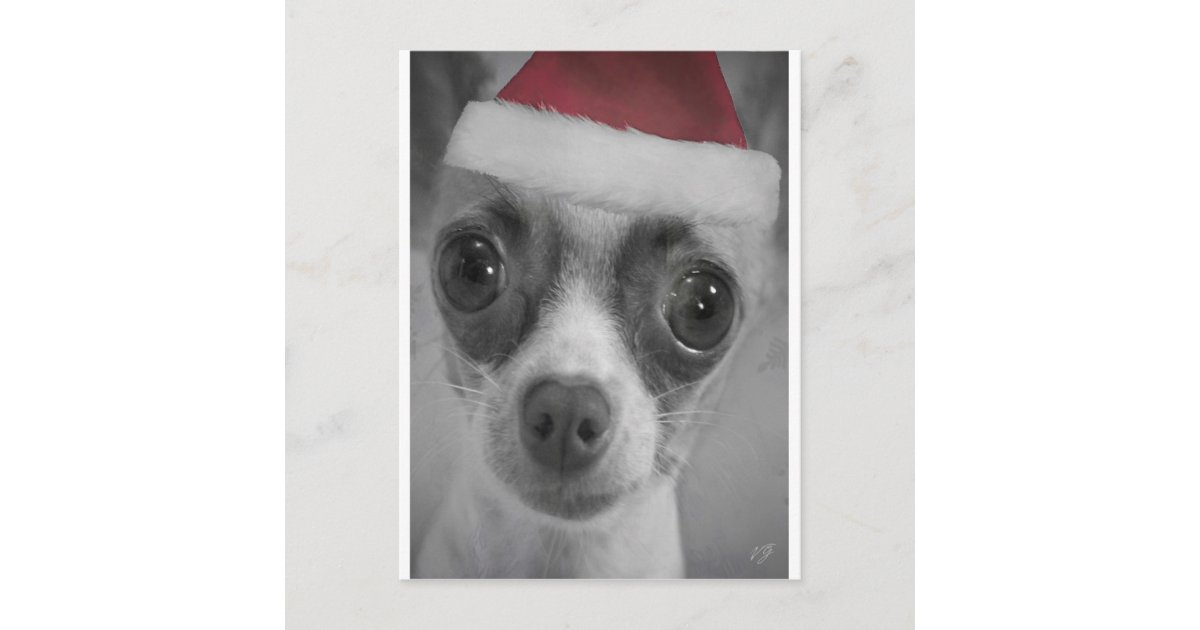 Christmas Funny Chihuahua Puppy with Santa Hat Holiday Postcard | Zazzle.com