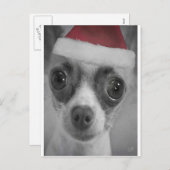 Christmas Funny Chihuahua Puppy with Santa Hat Holiday Postcard | Zazzle