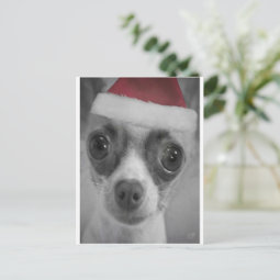 Christmas Funny Chihuahua Puppy with Santa Hat Holiday Postcard | Zazzle