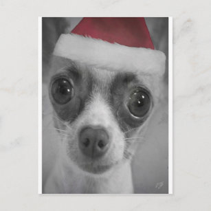 Christmas Funny Chihuahua Puppy with Santa Hat Holiday Postcard