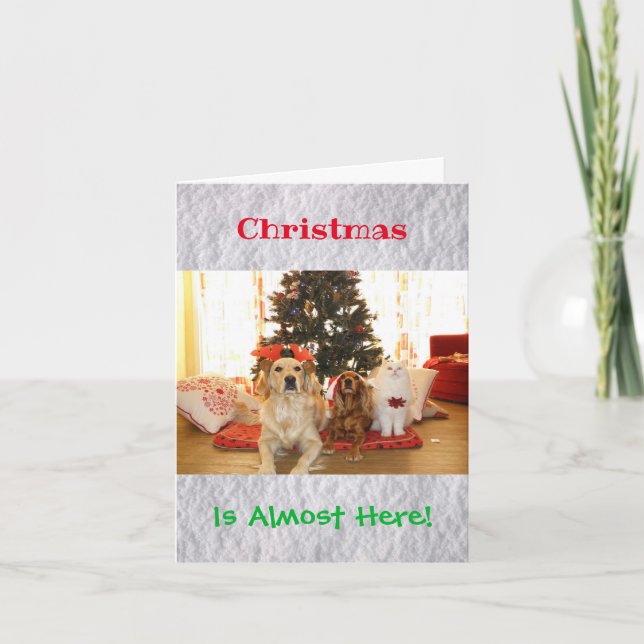 Christmas Funny Humor Dog Cat Pets Animals Photo Card (Front)