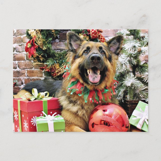 Christmas - German Shepherd - Thor Holiday Postcard (Front)
