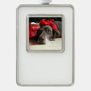 Christmas german shorthaired pointer ornament