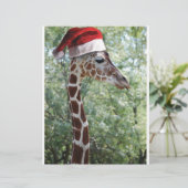 Christmas Giraffe (Standing Front)