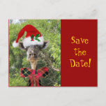 Christmas Giraffe Announcement Postcard