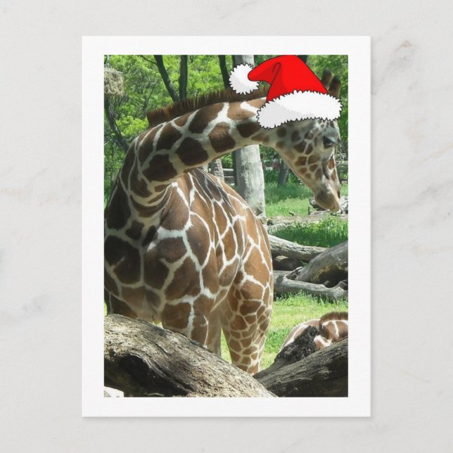 Christmas Giraffe Holiday Postcard (Front)