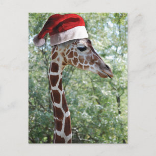 Christmas Giraffe Holiday Postcard