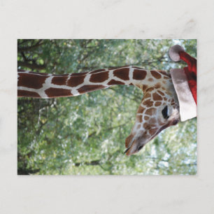 Christmas Giraffe With Santa Hat Holiday Postcard