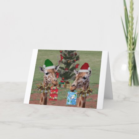 Christmas Giraffes Holiday Card