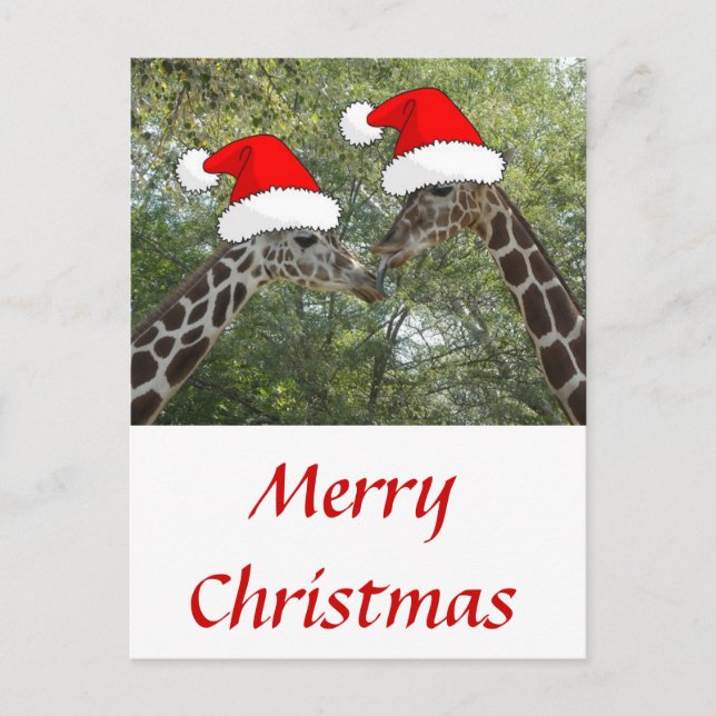 Christmas Giraffes Holiday Postcard (Front)