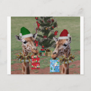 Christmas Giraffes Holiday Postcard
