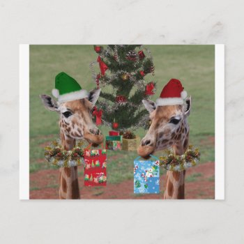 Christmas Giraffes Holiday Postcard by JennyBrice at Zazzle