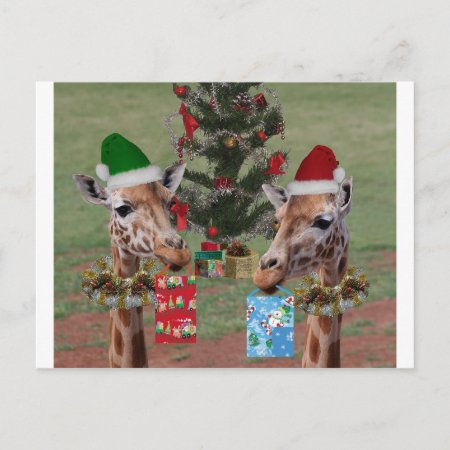 Christmas Giraffes Holiday Postcard