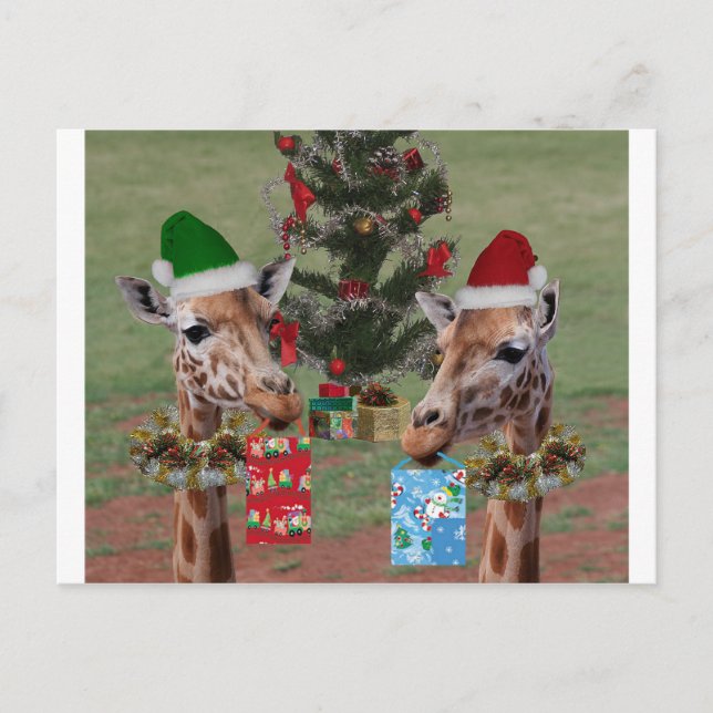 Christmas Giraffes Holiday Postcard (Front)