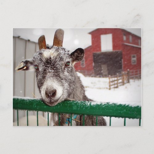 Christmas Goat Holiday Postcard