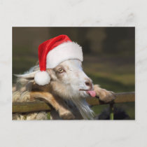 Christmas Goat Postcard