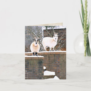Christmas Goats Holiday Card