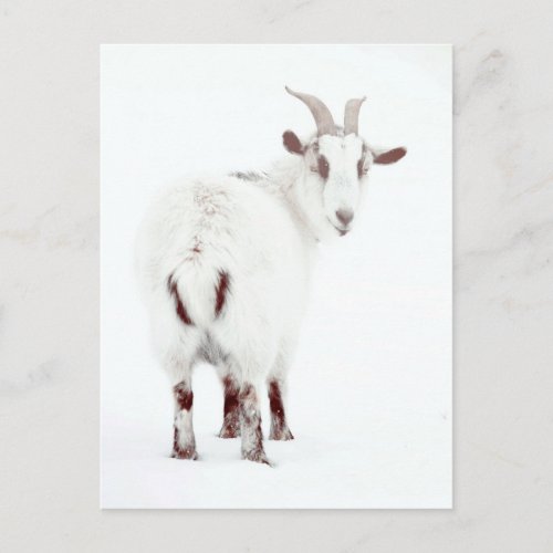 Christmas Goats Holiday Postcard