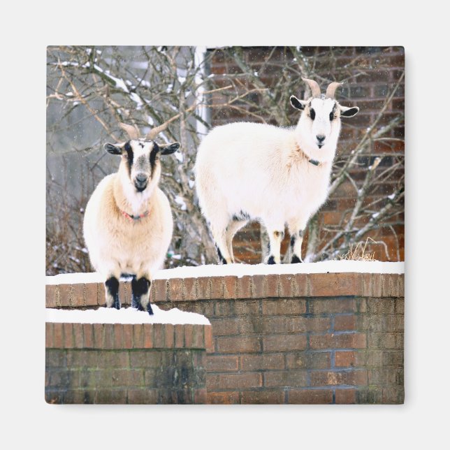 Christmas Goats Magnet (Front)