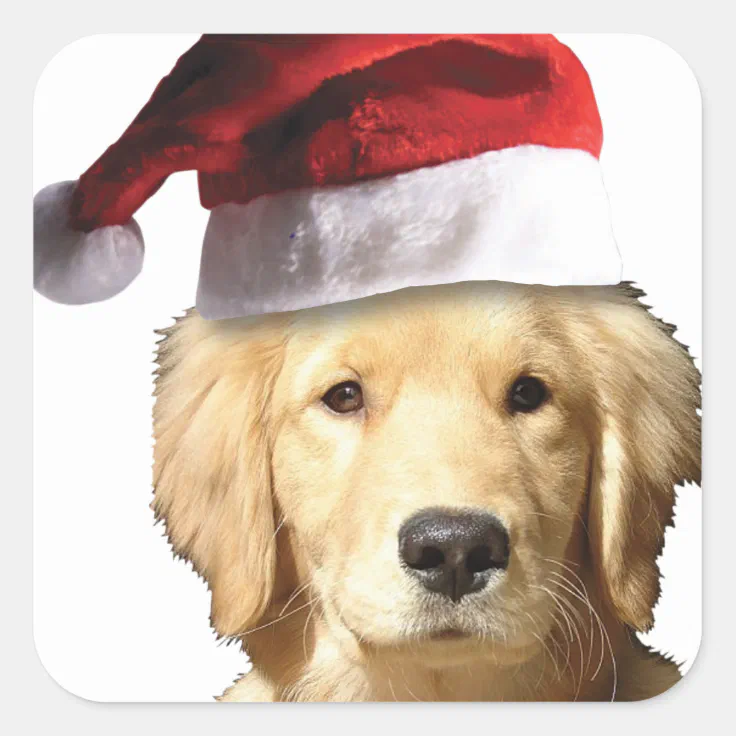 Christmas Golden Retriever Square Sticker | Zazzle