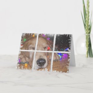 Christmas golden retriever with lights holiday card