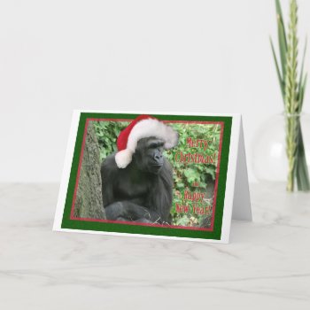Christmas Gorilla Holiday Card by hawkysmom at Zazzle