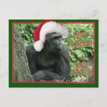 Christmas Gorilla Holiday Postcard by hawkysmom at Zazzle