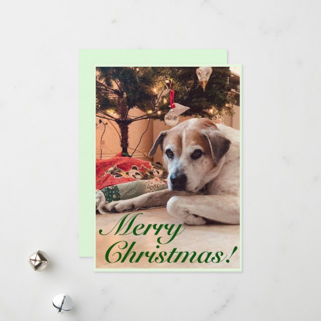 Christmas Greeting Card- Dog with a Christmas tree Holiday Card (Front/Back In Situ)