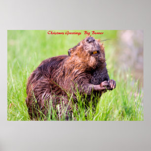 Christmas Greetings Big Beaver Poster