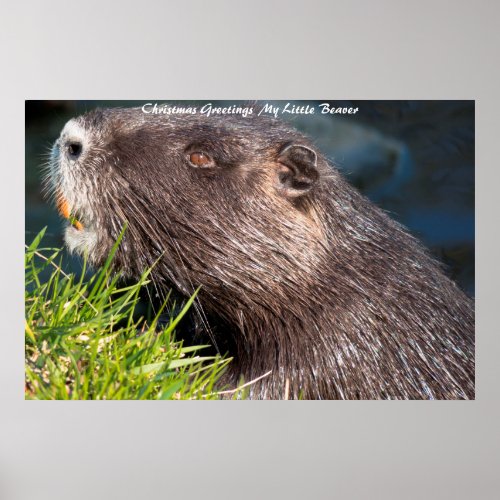 Christmas Greetings LMy Little Beaver Poster