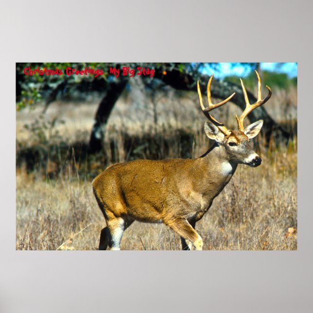 Christmas Greetings  My Big Stag Poster (Front)