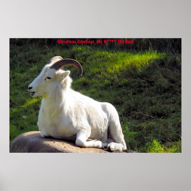 Christmas Greetings  My Honey Goat Poster (Front)