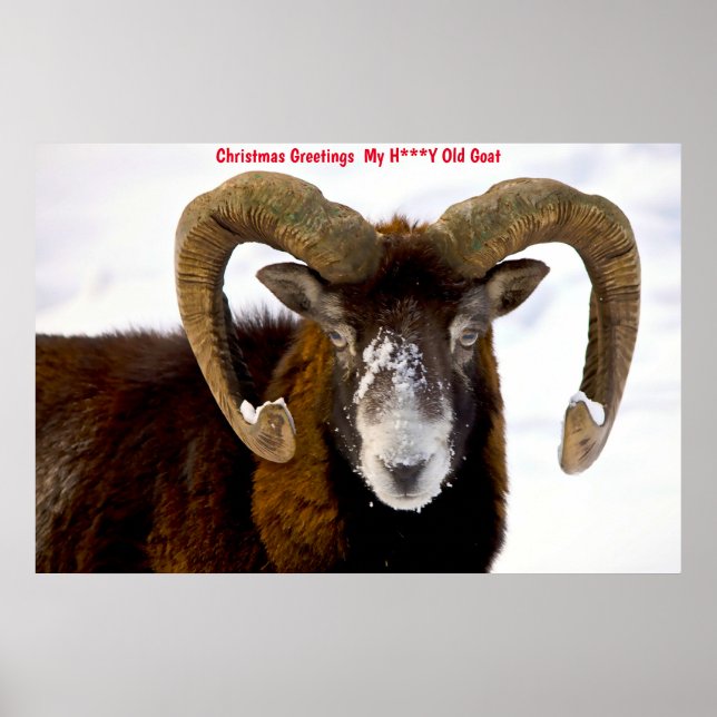 Christmas Greetings  My Honey Goat Poster (Front)
