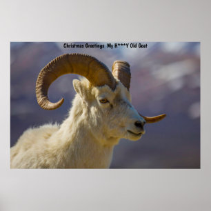 Christmas Greetings  My Honey Goat Poster