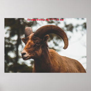 Christmas Greetings  My Honey Goat Poster